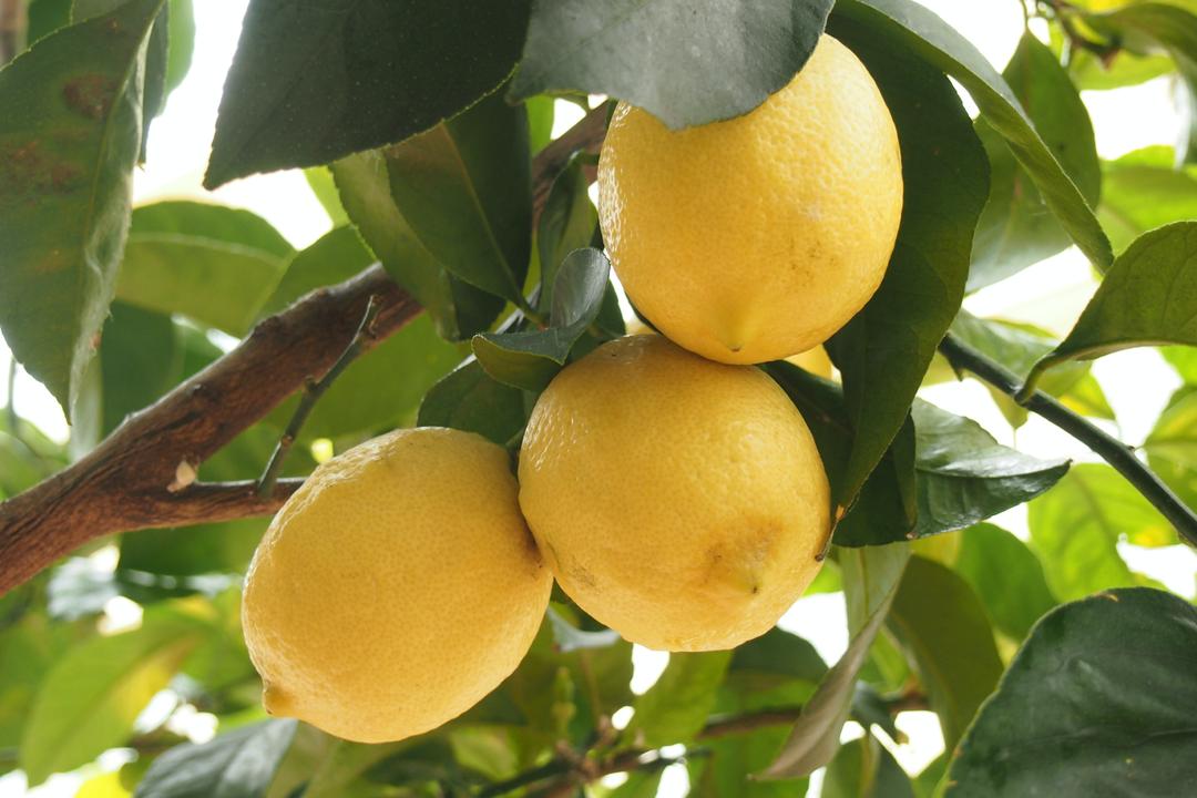 Limoncello: perché è così buono