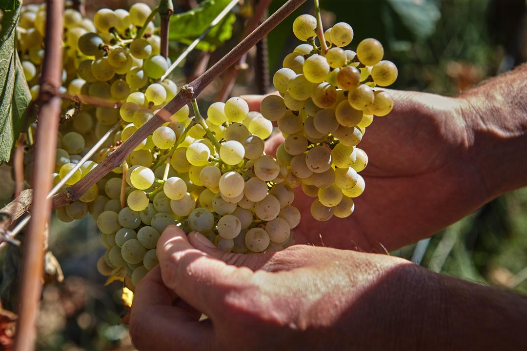 Cambiamento climatico e mondo del vino