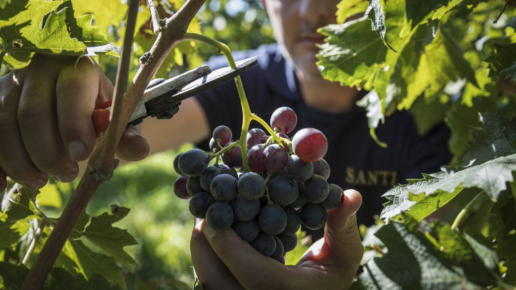 NEOCAMPANA - Chianti DOCG Governo all'Uso Toscano | Vinicum.com, vendita  vino online