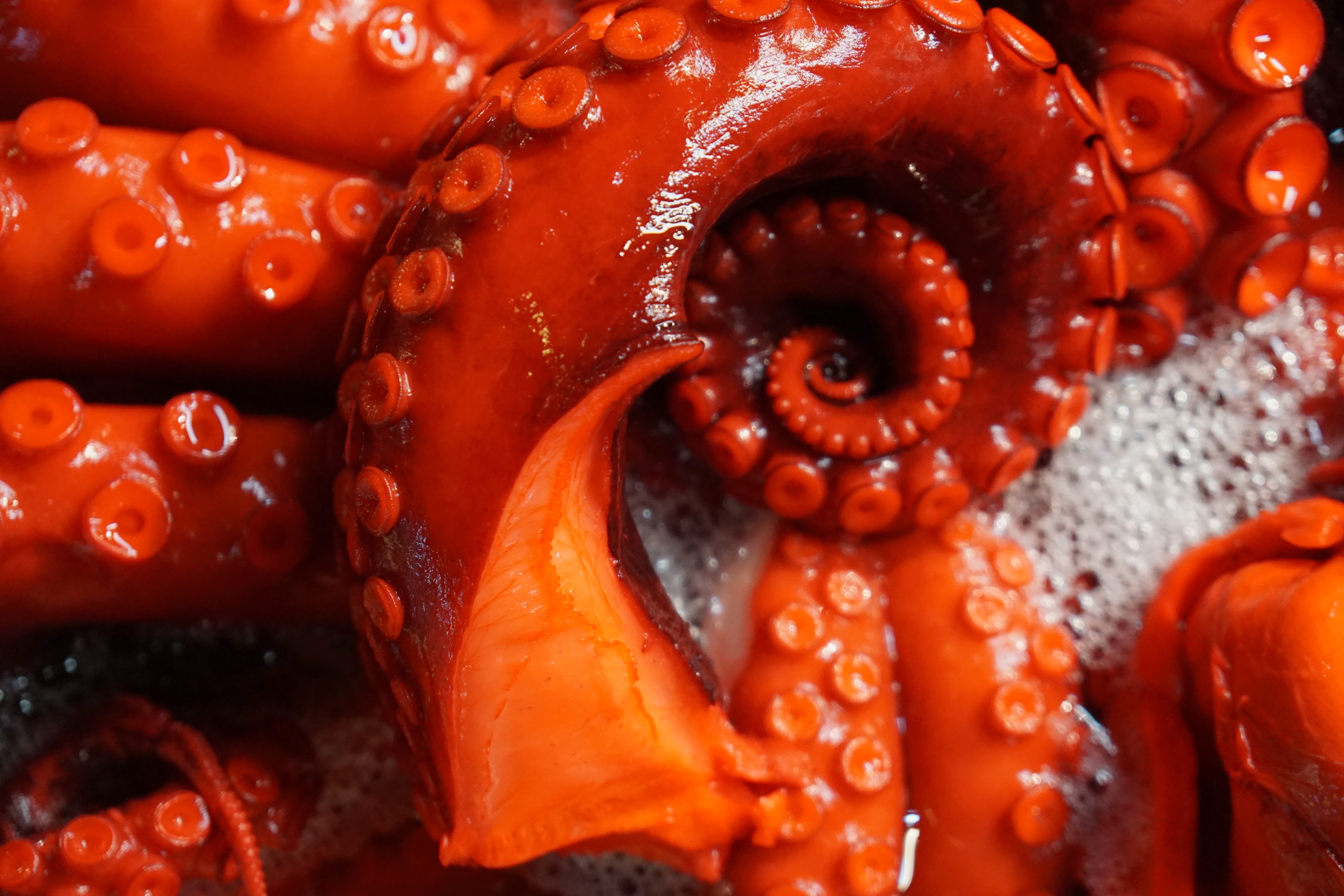 Polpo Con Il Vino Rosso